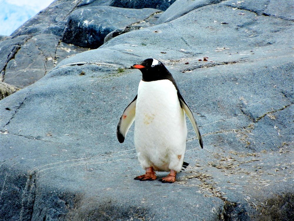 The Japanese Penguin