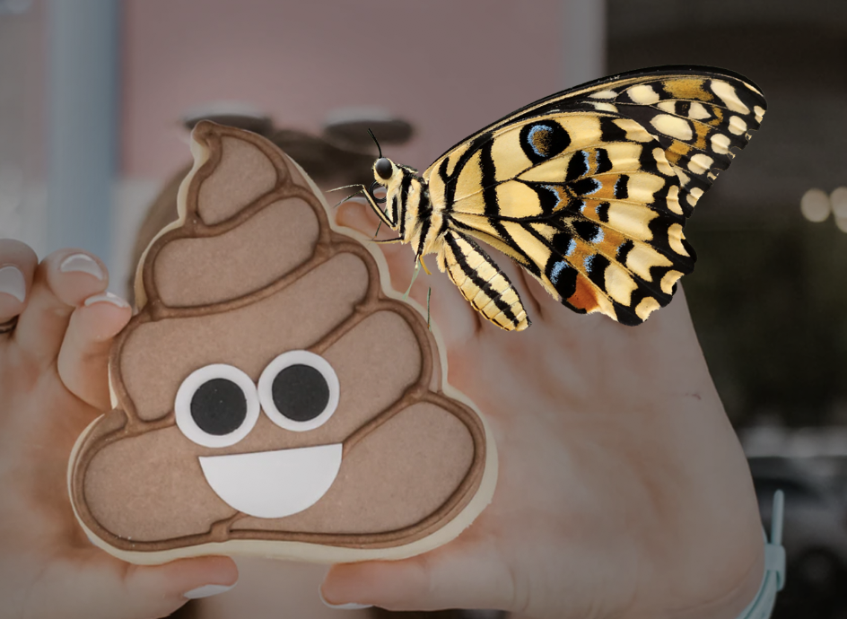 butterfly eats poop